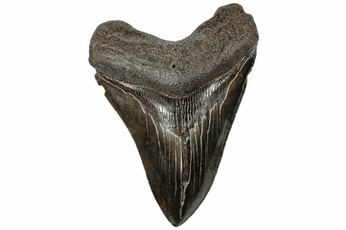 Serrated, Fossil Megalodon Tooth - South Carolina #310021